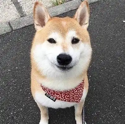 狗狗头像高清霸气(高级又沙雕的狗狗头像)