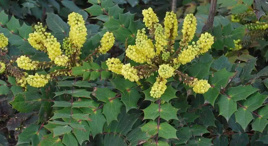 木黄连功效与作用-我的快乐小窝