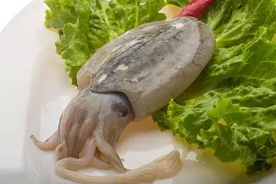 墨鱼图片_墨鱼高清图片_全景视觉