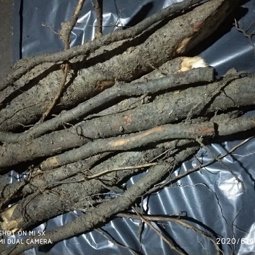 现挖樟树根 香樟树皮 新鲜樟树枝樟树叶