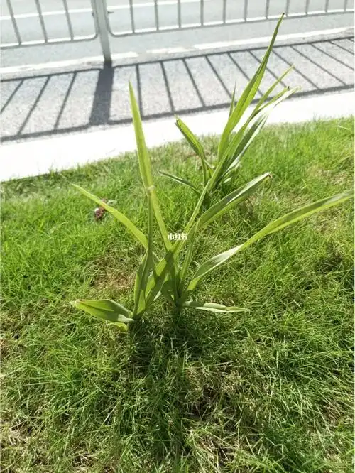 本来还说草坪的野生美冠兰都长叶了,我的还是花梗,然后就看到一棵还在