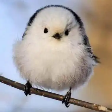 呆萌动物头像高清可爱超萌的圆滚滚小动物头像图片