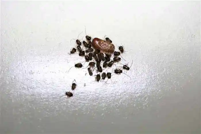 展开全部 很象小蟑螂,这是我生平见到过的最多的蟑螂.