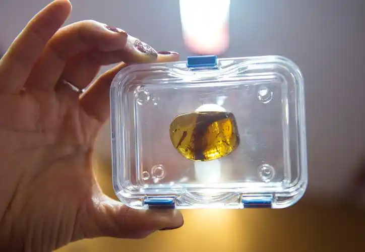 这一小段恐龙尾巴的标本被完好地包裹在琥珀里. 张驰 摄