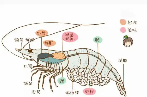 就必须了解虾头的结构,如下图所示,虾头里面有虾胃,虾肝,卵巢(虾黄)