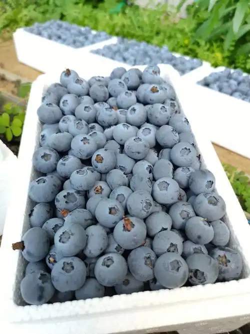 护眼小精灵蓝莓实拍