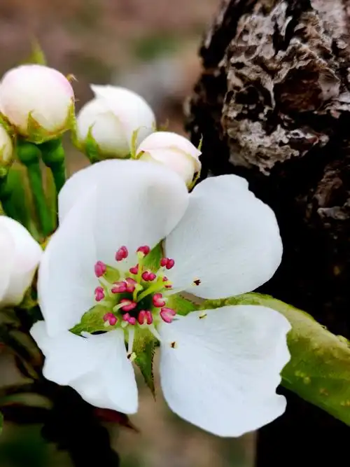 春到鞍山梨花开