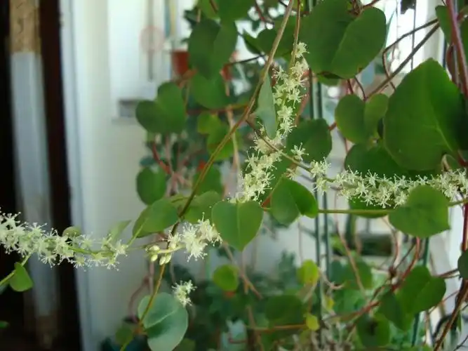 藤三七开花带来的惊喜(一月一花)