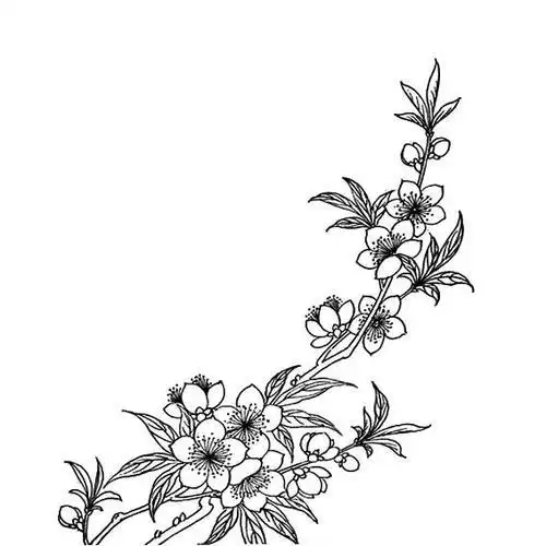 植物写生简笔画桃花 简笔画图片大全-普车都