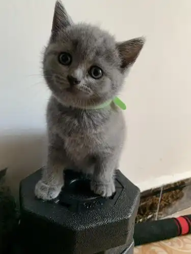 自养可爱蓝猫胖脸