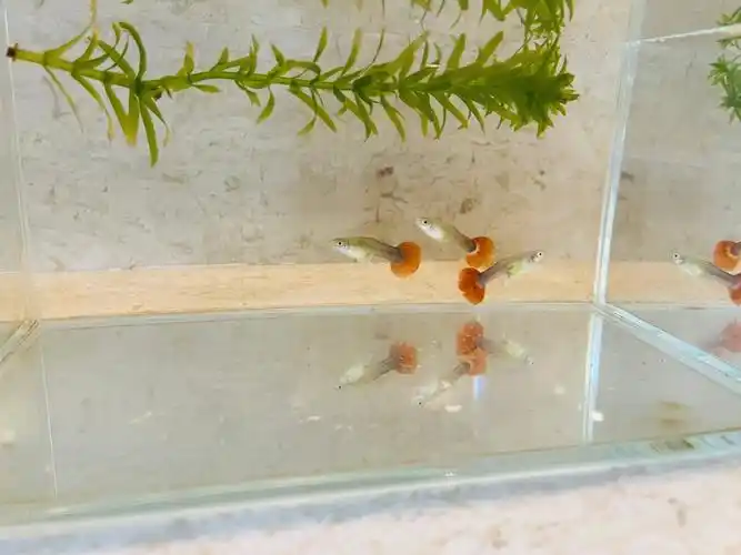 孔雀鱼妈妈和刚出生的小宝宝