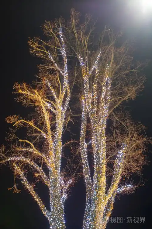 夜间装饰的照明树.