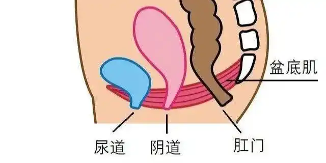 女性的尿道口可以肉眼看到吗结构是怎样的