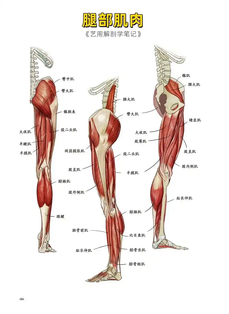 人体结构|腿部肌肉.画不好人体就狂刷《艺用解剖学笔记》  书 - 抖音
