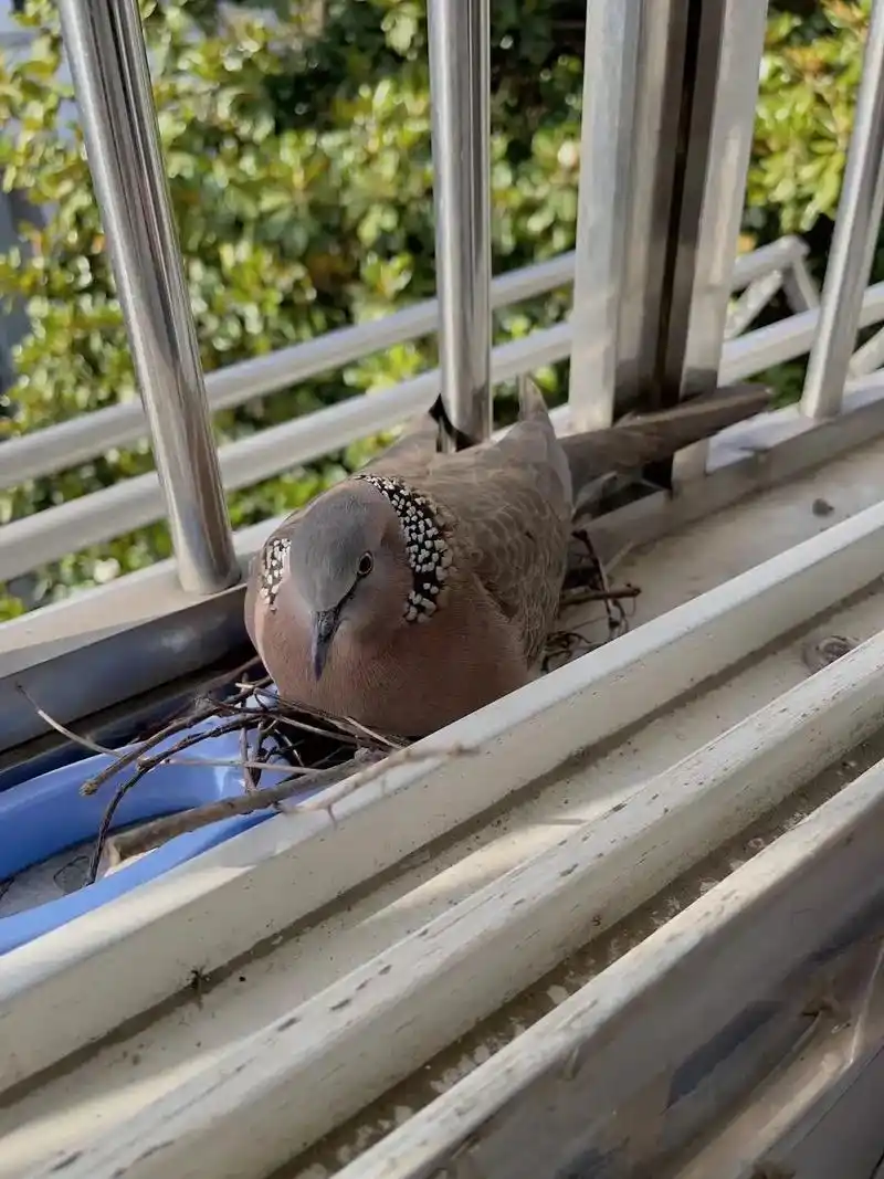 前几天给儿子在阳台取衣服,发现一个老斑鸠飞到了 - 抖音