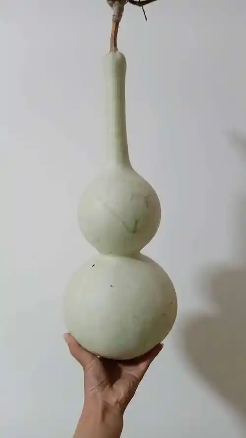 葫芦纯天然超大莲花花头八宝巨型亚腰种籽葫芦