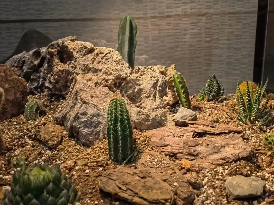 沙漠生态缸 第一次做的沙漠生态缸,真的很喜欢