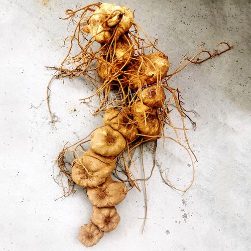 纯野野生滇黄精现新鲜老虎中药材鸡头泡酒煮水黄精