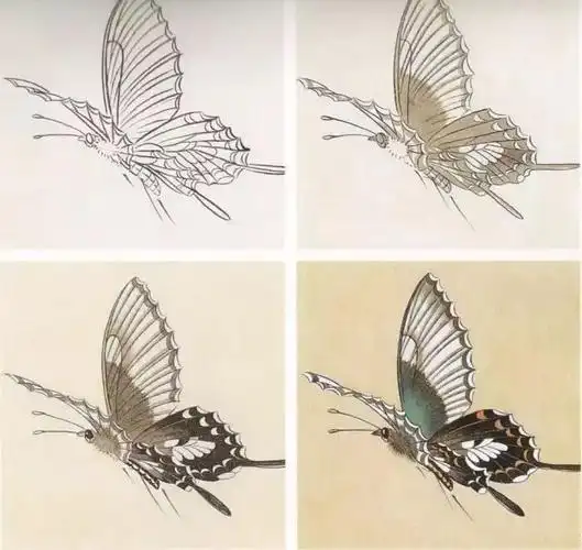 国画教程14种蝴蝶的工笔设色画法