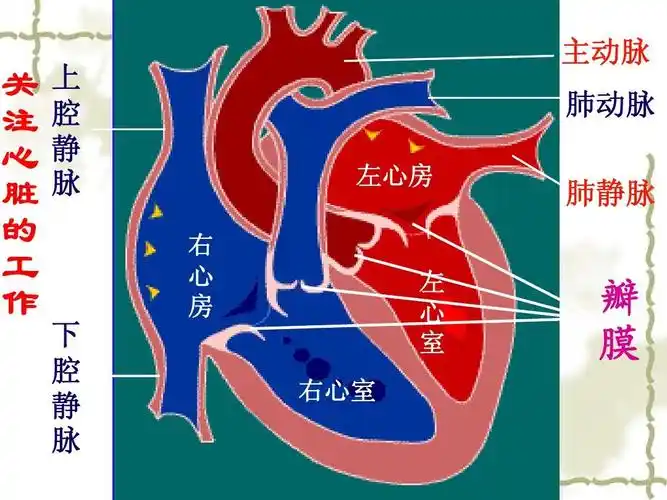 心脏的结构和功能ppt