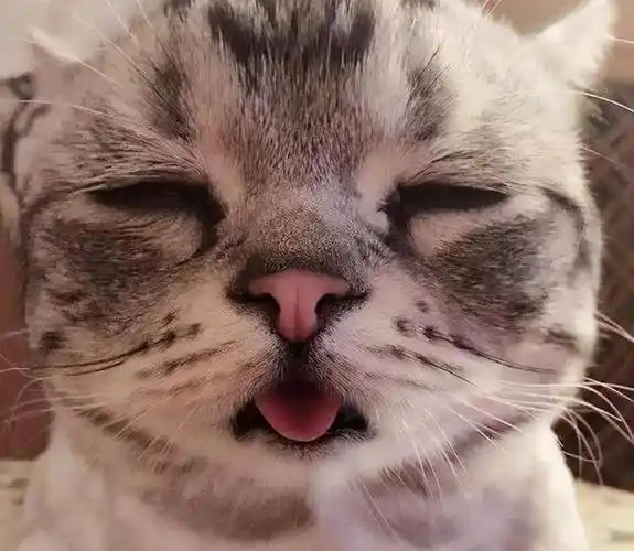 猫咪靠吐舌头卖萌?不!它可能在和你透露这些事_主人_问题_口腔