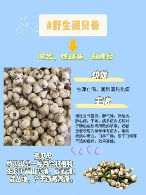 90西藏野生藏贝母, 针对肺部不好,咳嗽,痰多,经常抽烟的朋友,生活在