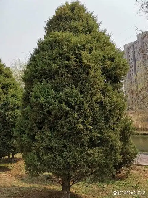 我们身边很常见的树种,熟称刺松或山杉,在我国分布很广,从南方到北方