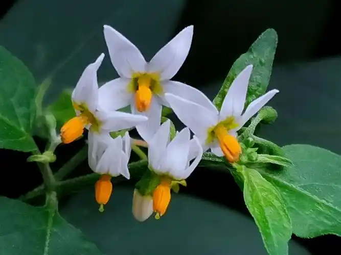 龙葵花(龙葵花籽)