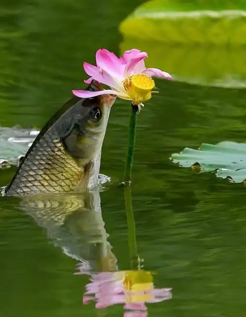 花艳鱼跃荷塘美-----拍摄鱼吃荷花奇观(原创摄影图集)