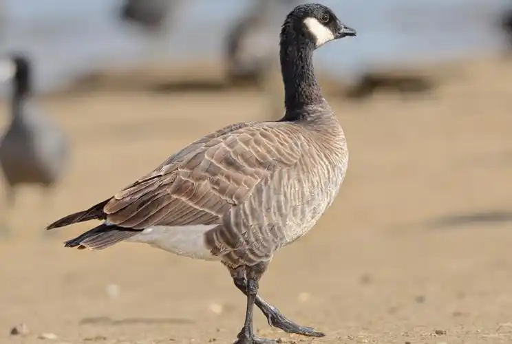 p>小美洲黑雁(学名: i>branta hutchinsii /i>):是一种分布于北美的