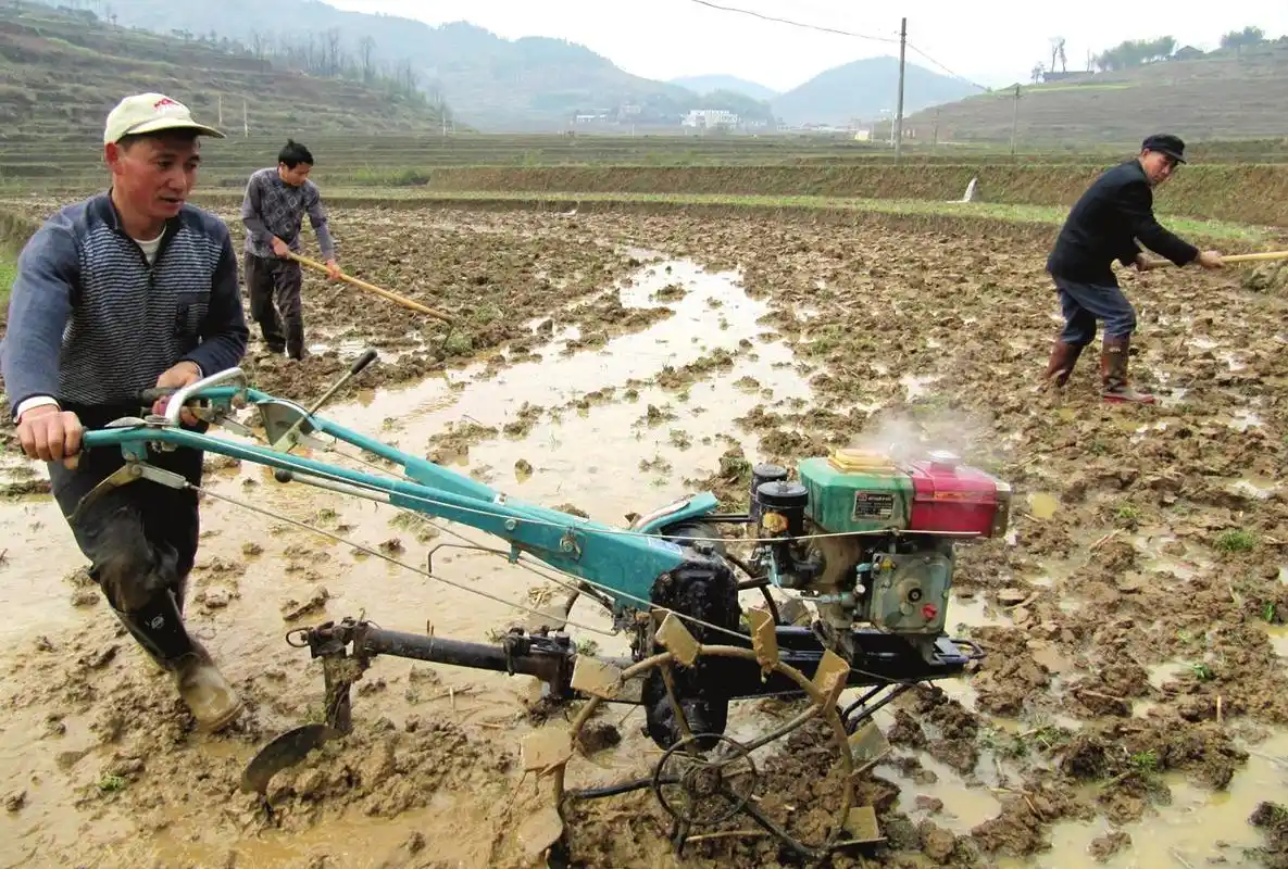 赤泥村村民正用新购的小型耕田机在翻耕水田