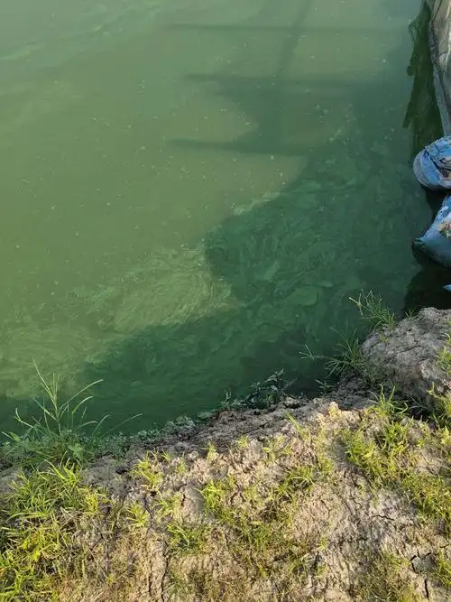 塘口水质老化,水产动物细菌感染,偷死如何解决?