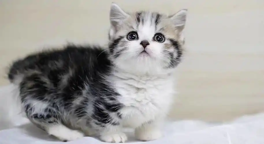 家养宠物猫咪活体美国短毛猫加白起司虎斑花纹清晰五粉美国短毛