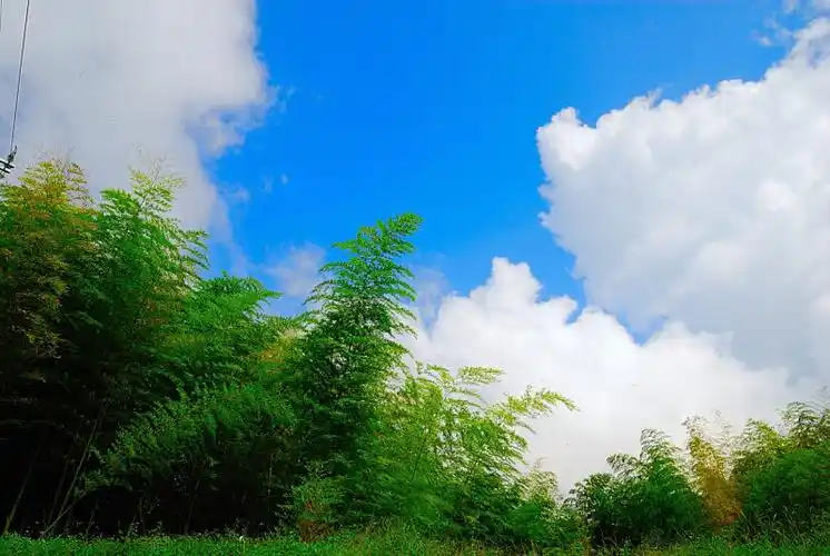 摄影家手札dgphoto - 蓝天绿竹/艺廊