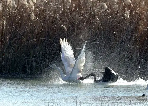 黑天鹅与白天鹅的故事