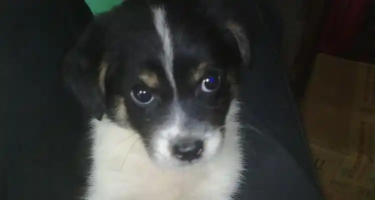 土狗黑白花是什么品种