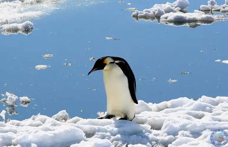 南极帝企鹅