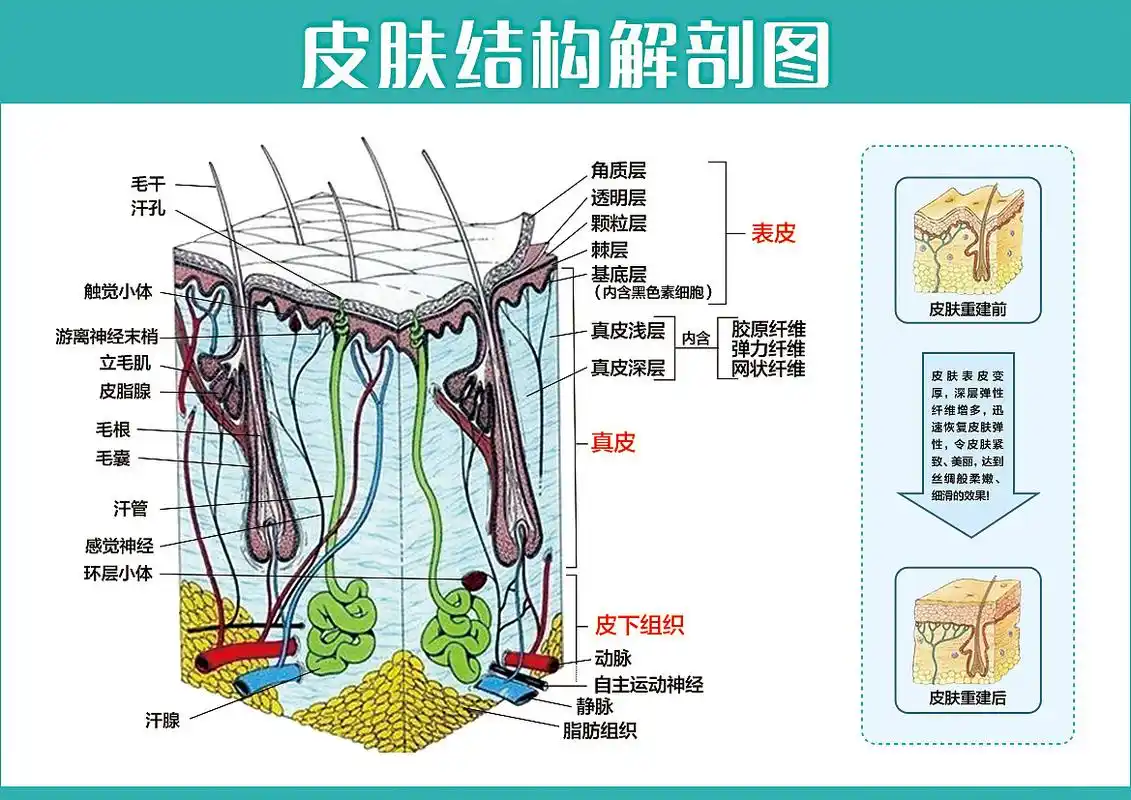 皮肤的结构你了解多少?