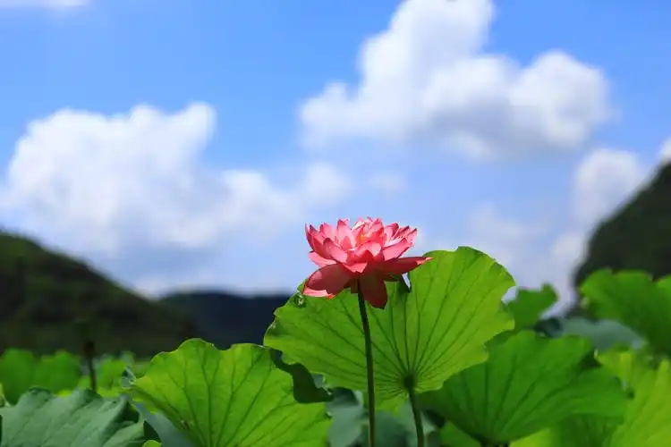 一池荷花一帘梦