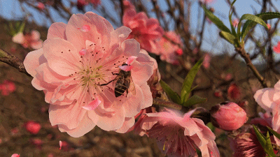 它有粉红的亲切,粉红的浪漫与粉色的回忆,春天来了,桃花朵朵开,争先恐