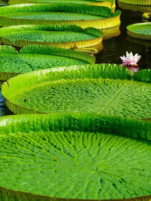 王莲叶子为什么能托起人