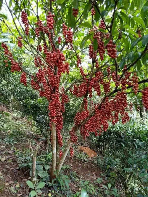 这是园中果实累累三丫果树