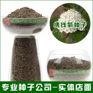 绣线菊种子图片