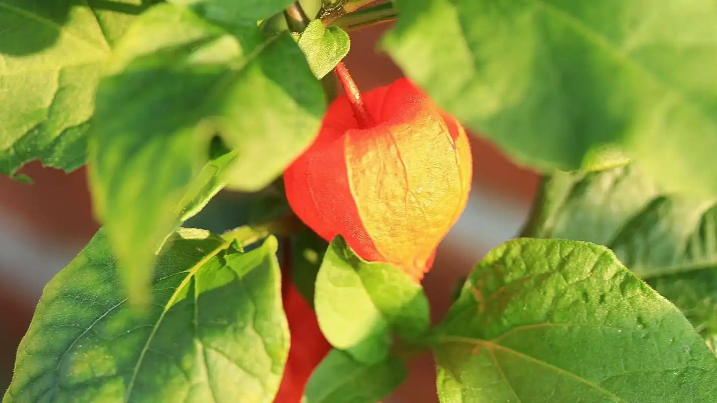 红色灯笼草图片高清壁纸