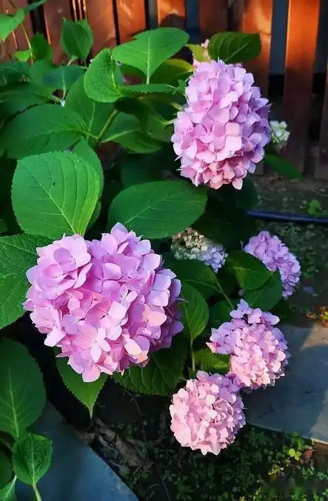 绣球图片大全大图