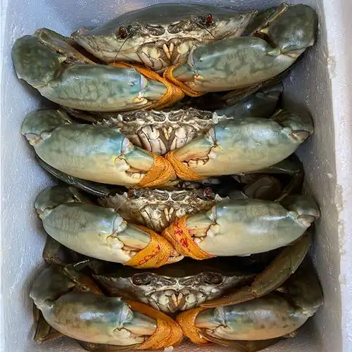 台州三门海鲜水产自己家海水养殖野生鲜活大青2斤青蟹