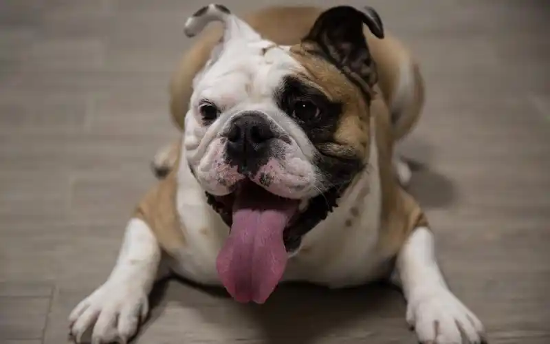 可爱斗牛犬高清图片电脑壁纸斗牛犬可爱动物萌宠萌萌哒汪星人狗狗宠物