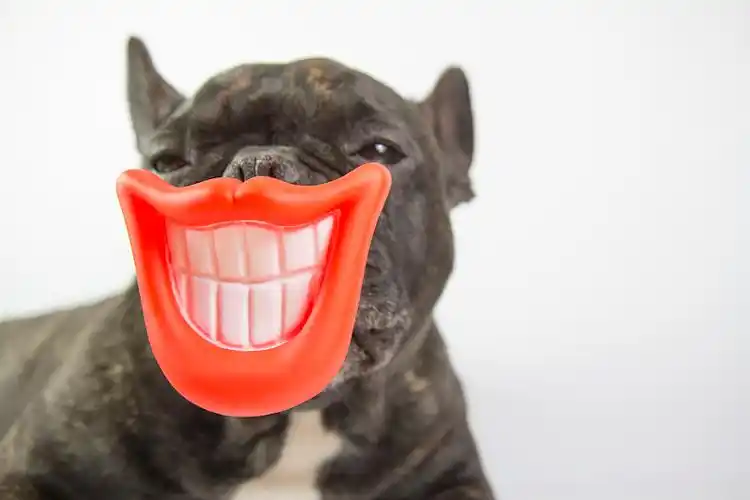 狗微笑着,张开嘴露出牙齿图片下载