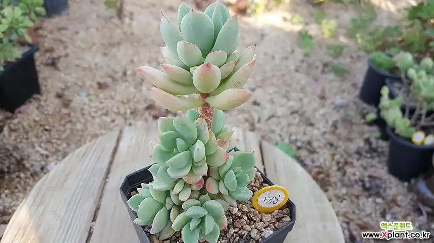 群月冠 多肉植物