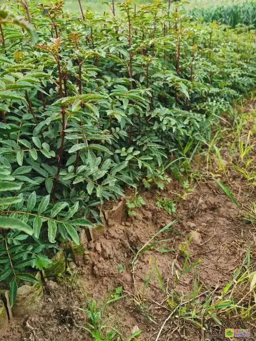大红袍花椒苗 贵州毕节花椒苗0.5元/株